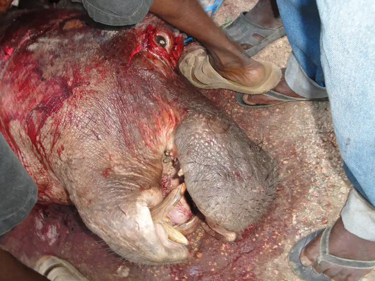 Killed hippo